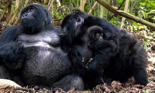 1 day Rwanda special gorilla trekking safari