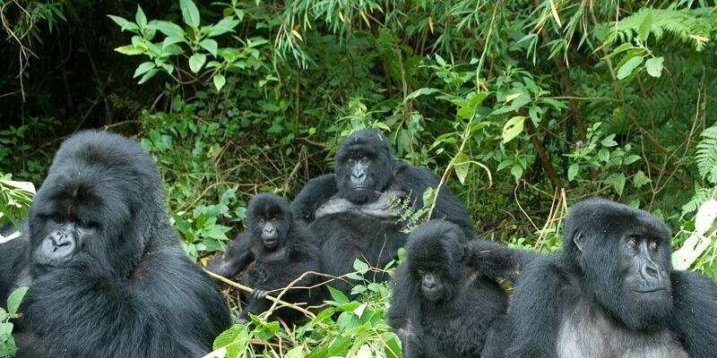 5 Days Rwanda Gorillas and Golden Monkey trekking