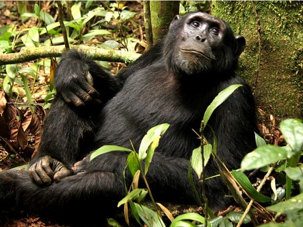Chimpanzee-Habituation-in-DRC