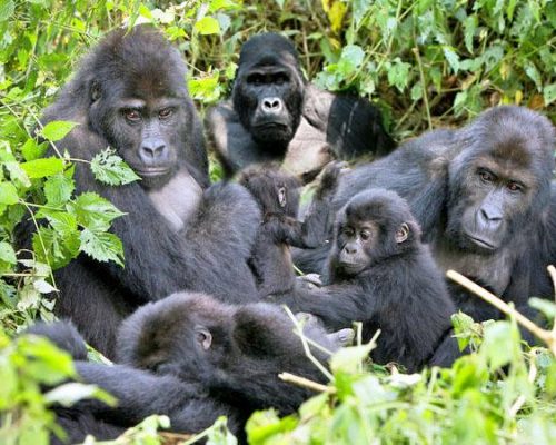 Rwanda Gorilla tours