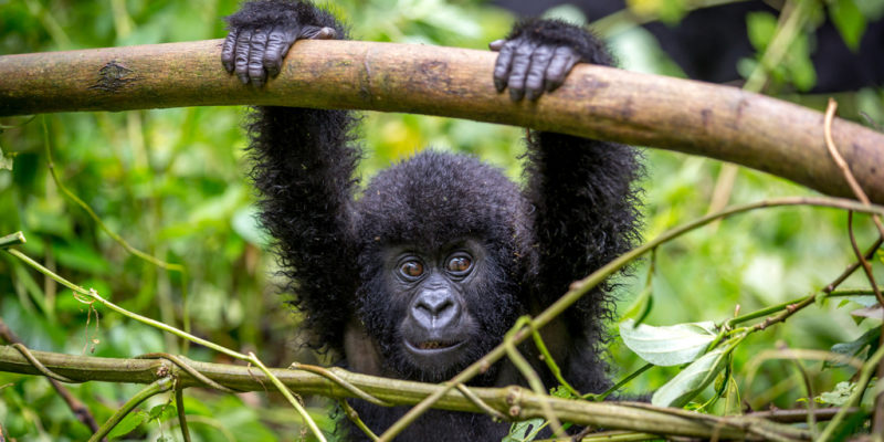 Rwanda Gorilla trekking safari