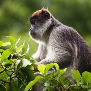 Kibale-Forest-National-Park monkeys
