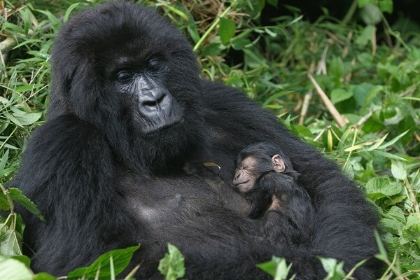 rwanda-gorilla-trekking-