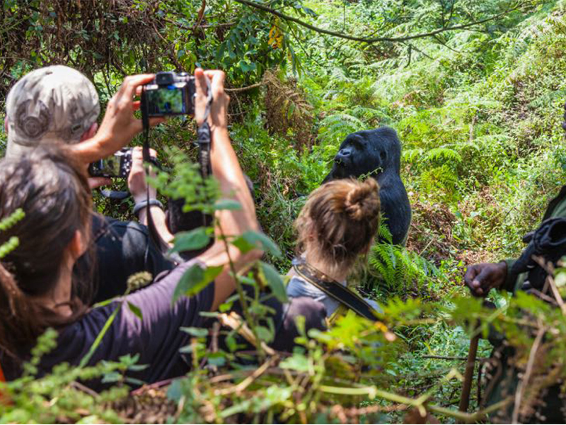 Easy way to identify a gorilla group to trek in Rwanda