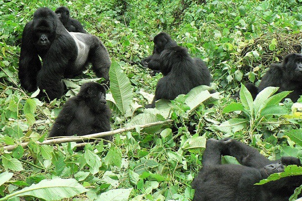 Gorilla-Trekking in Rwanda