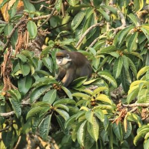 Red Tailed Monkeys in Kibale