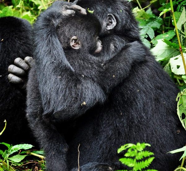 Uganda Bwindi Gorilla Forest