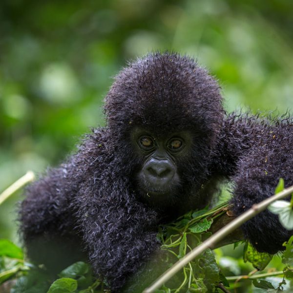 Virunga National Park Gorillas