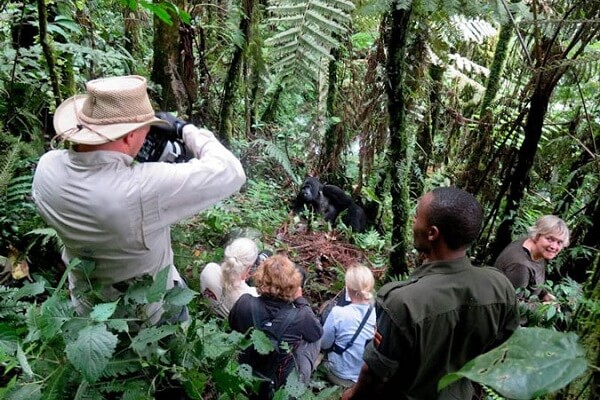 gorilla-safari-rwanda
