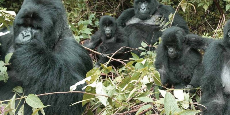 5 Days Rwanda Gorilla Trekking Safari