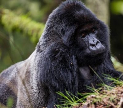 rwanda-gorilla-tracking