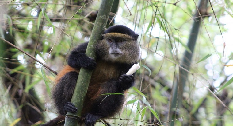 Discovery Of Golden Monkeys In Rwanda