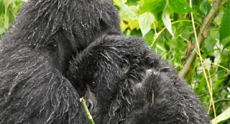 The Best Time To Track Mountain Gorillas