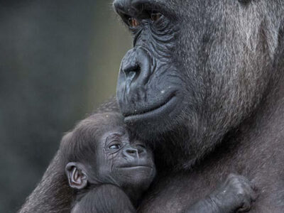 Realities about mother gorillas