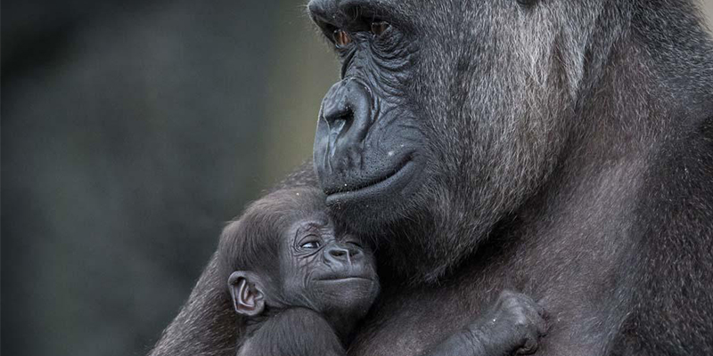 Realities about mother gorillas