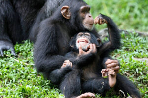 Chimpanzee tracking permit